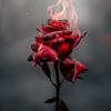a_dying_rose