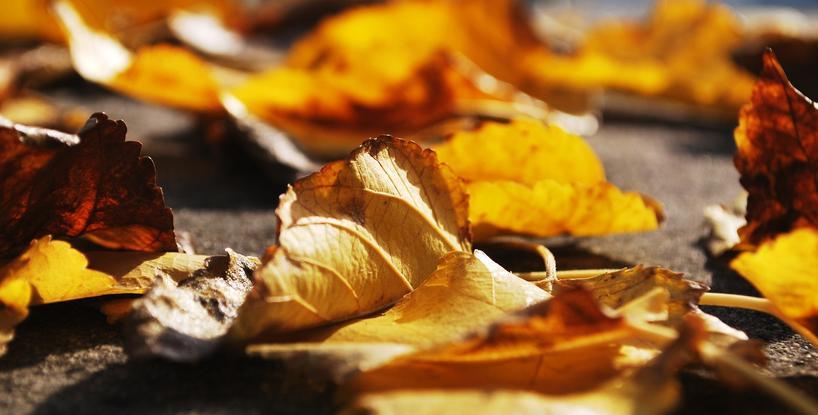 My Memories of Fall
