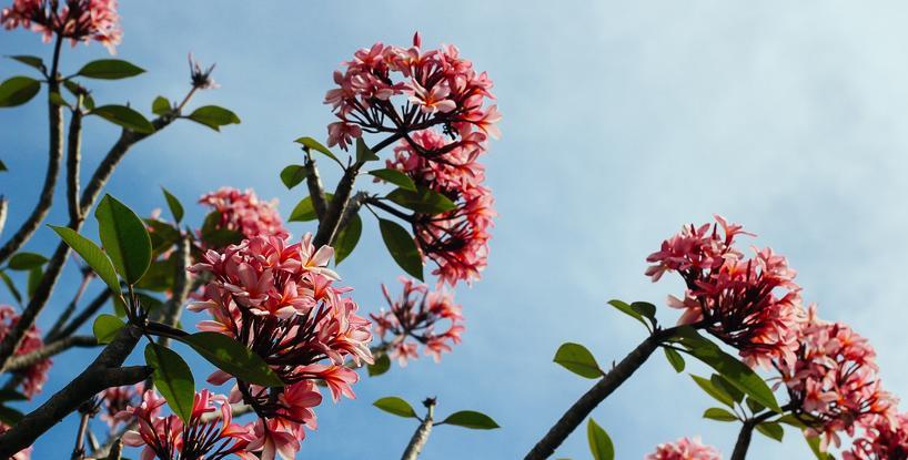 Tree Of Life Blossoms