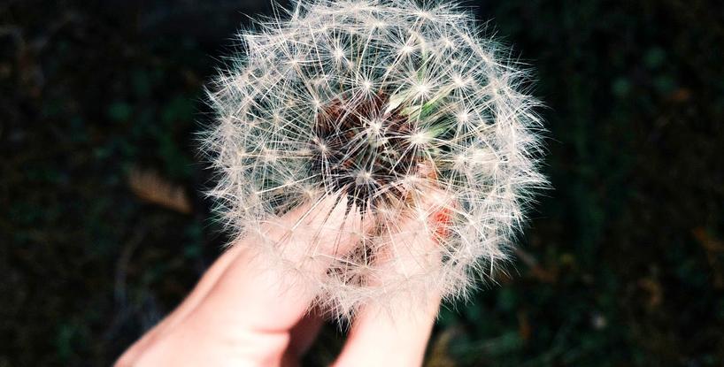 The Great Plan Or Book Of Life