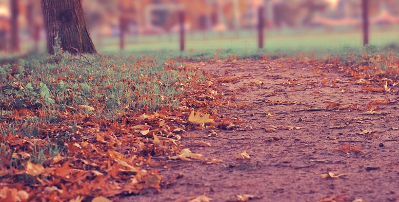 The Flower Garden Of The Years