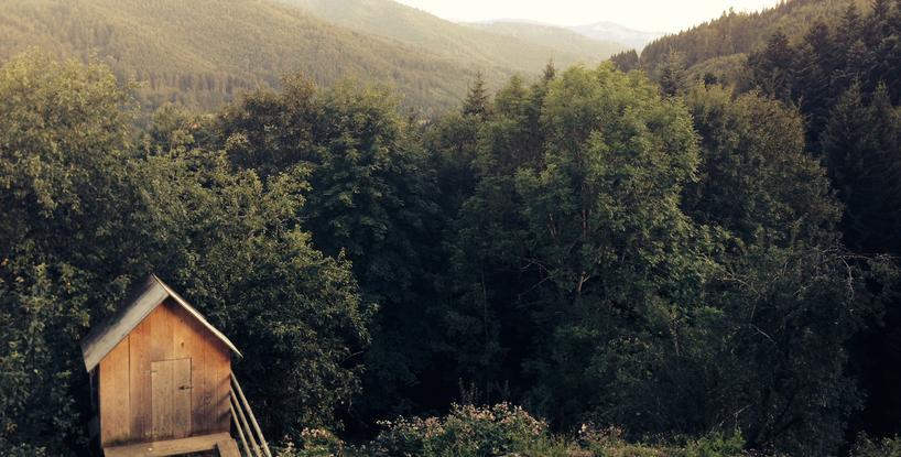 The girl in the woods