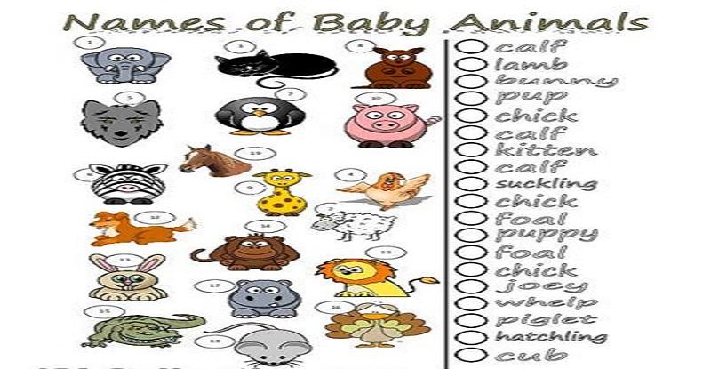 Young Animal Names