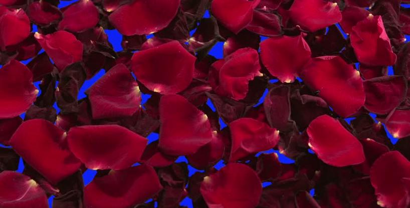 Roses are Red..