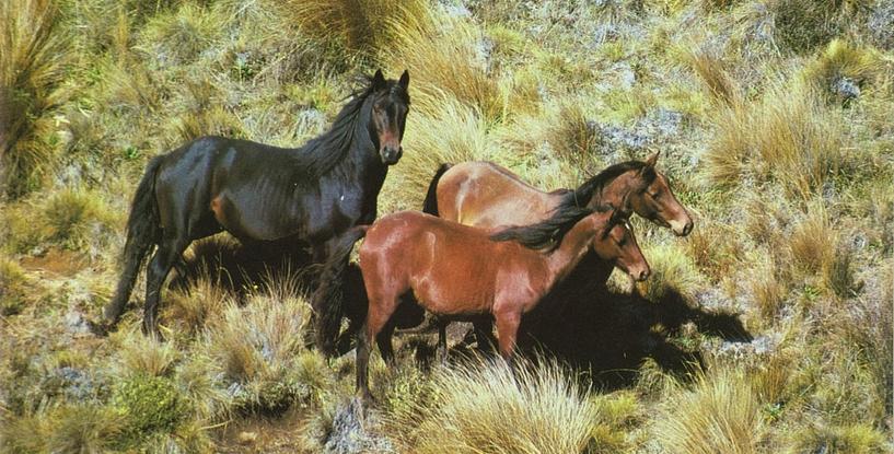 When the Horses Fell
