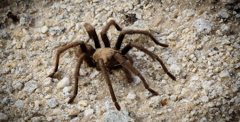 Cavern Of The Spiders