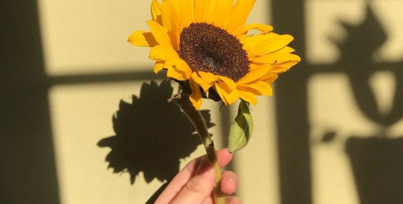 The Happy Sunflower