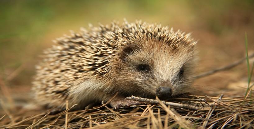 A Lovely Day to Be a Hedgehog