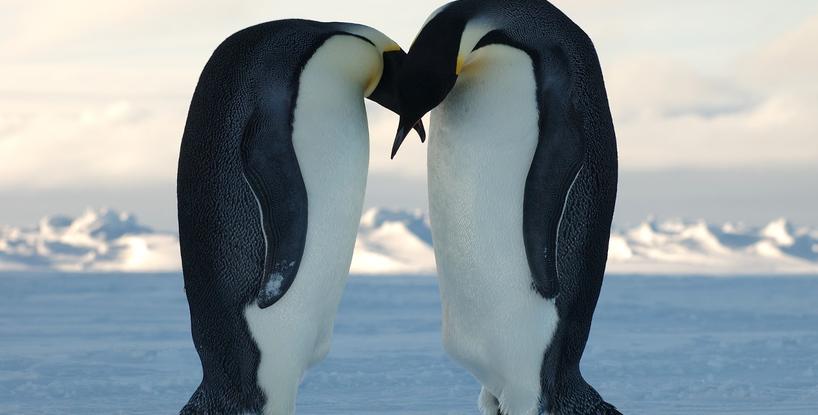 The Penguin As Animal Totem