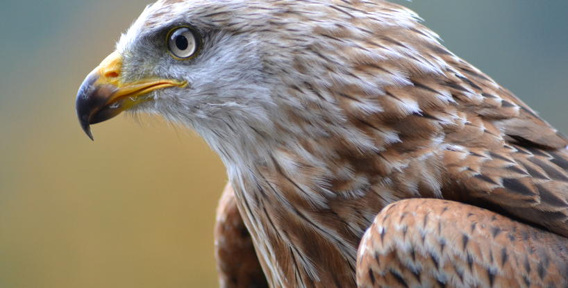 White Eagle On Surrender And Miracles