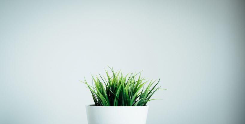 The Seed to Life