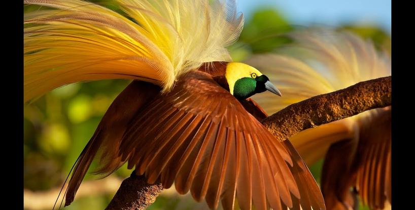 The Bird Of Paradise