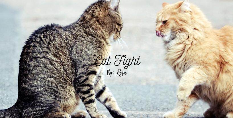 Cat Fight