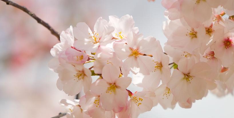 Easter Greetings