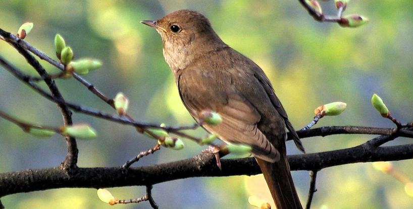The Nightingale’s Song