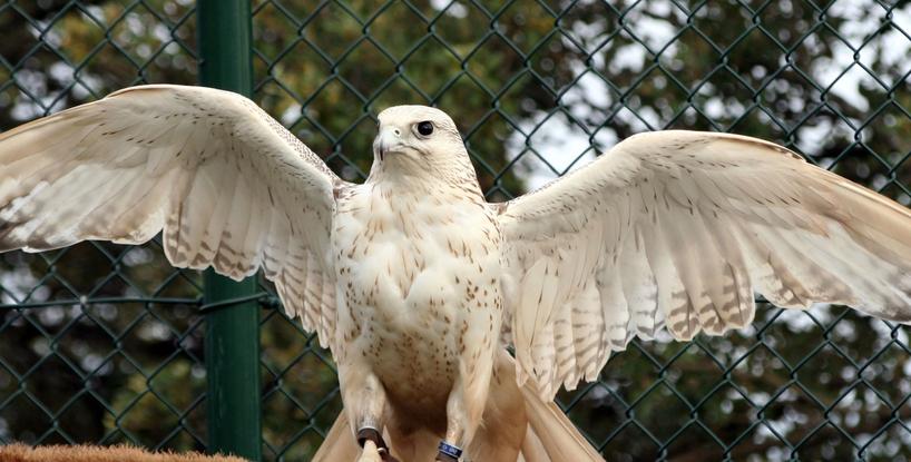 White Eagle On The Christ Moon