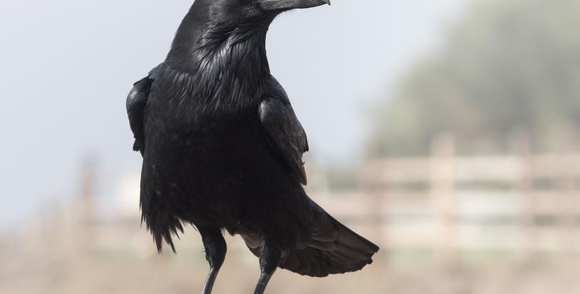 The Crow As Animal Totem