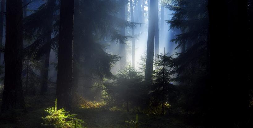 The Forest and the Light