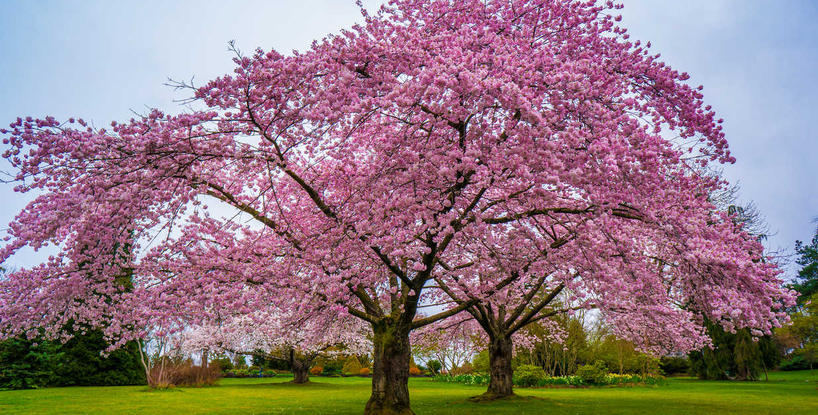 Trees As Teachers