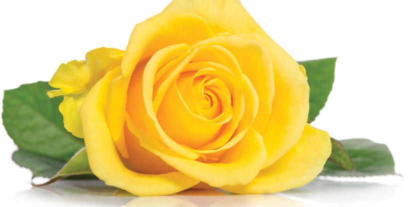 In Loving Memory