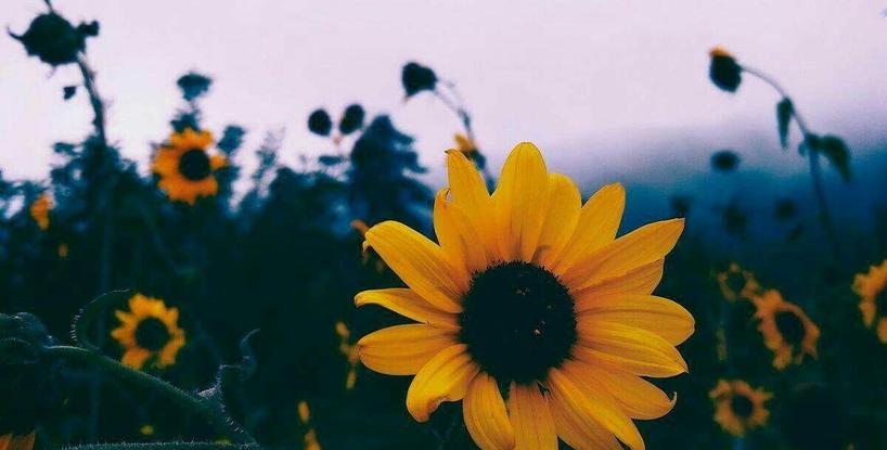 sunflower, vol. 6