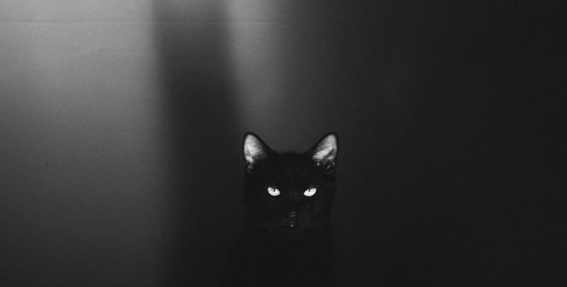 The Cats Of Talamanca