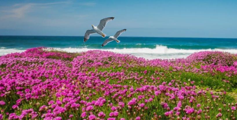 Where the Wildflowers End