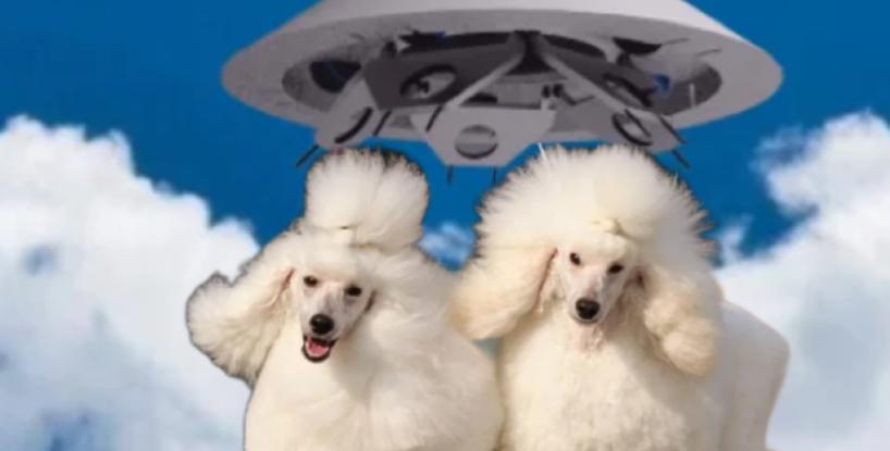 Poodles versus Invaders!
