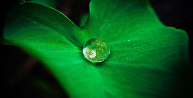 The Green Plant and Watering Can