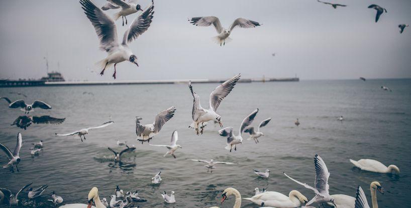 The Flight of Icarus